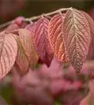 Jap.Schneeball 'Mariesii' - Viburnum plicatum 'Mariesii'