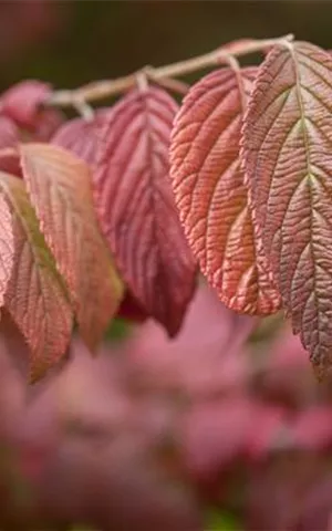 Viburnum plicatum 'Mariesii'