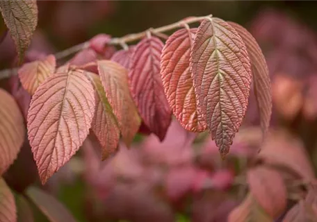 Viburnum plicatum 'Mariesii' - Jap.Schneeball 'Mariesii'