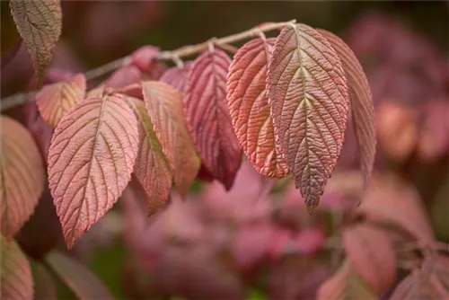 Jap.Schneeball 'Mariesii' - Viburnum plicatum 'Mariesii'