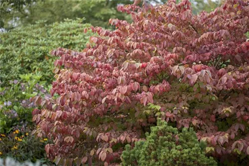 Jap.Schneeball 'Mariesii' - Viburnum plicatum 'Mariesii'