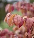 Jap.Schneeball 'Mariesii' - Viburnum plicatum 'Mariesii'