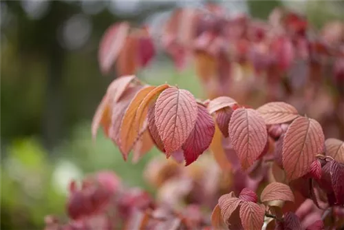 Jap.Schneeball 'Mariesii' - Viburnum plicatum 'Mariesii'