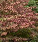 Jap.Schneeball 'Mariesii' - Viburnum plicatum 'Mariesii'