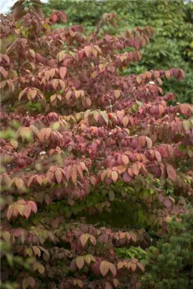 Jap.Schneeball 'Mariesii' - Viburnum plicatum 'Mariesii'