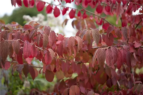 Jap.Schneeball 'Mariesii' - Viburnum plicatum 'Mariesii'