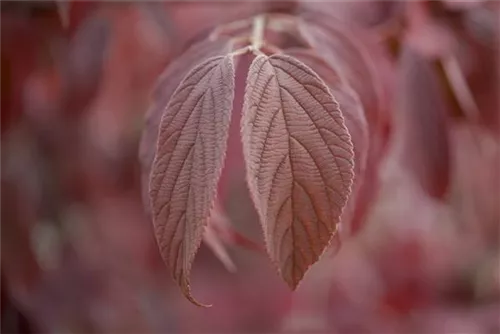 Jap.Schneeball 'Mariesii' - Viburnum plicatum 'Mariesii'