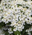 Jap.Schneeball 'Mariesii' - Viburnum plicatum 'Mariesii'