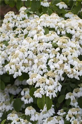 Jap.Schneeball 'Mariesii' - Viburnum plicatum 'Mariesii'