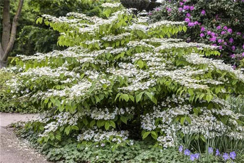 Jap.Schneeball 'Mariesii' - Viburnum plicatum 'Mariesii'