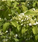 Jap.Schneeball 'Mariesii' - Viburnum plicatum 'Mariesii'