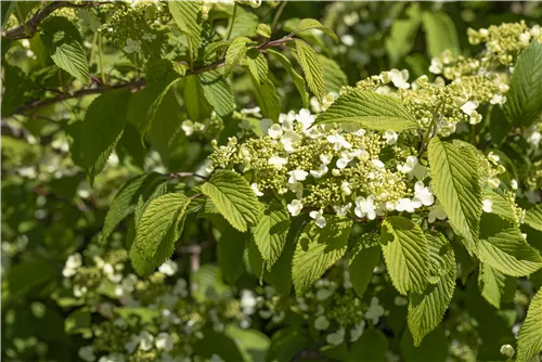 Jap.Schneeball 'Mariesii' - Viburnum plicatum 'Mariesii'