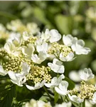 Jap.Schneeball 'Mariesii' - Viburnum plicatum 'Mariesii'