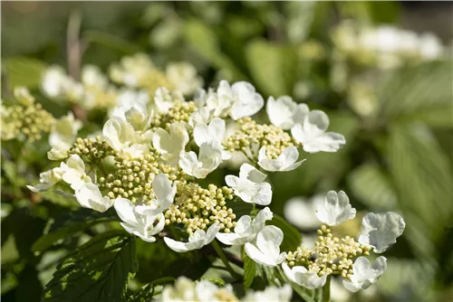 Jap.Schneeball 'Mariesii' - Viburnum plicatum 'Mariesii'