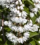 Gefüllter Sternchenstrauch - Deutzia scabra 'Plena'