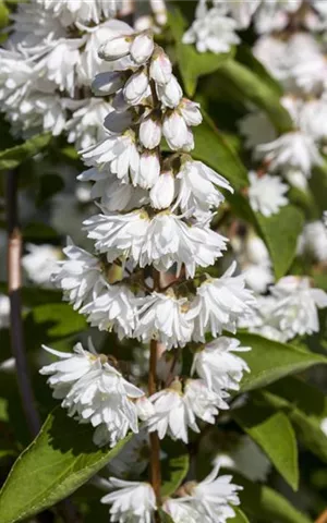 Deutzia scabra 'Plena'