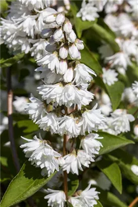 Gefüllter Sternchenstrauch - Deutzia scabra 'Plena'