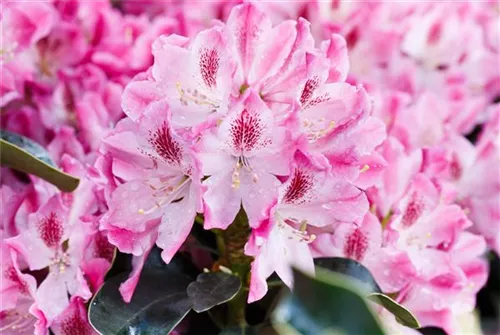 Rhododendron-Hybride 'Helen Martin' - Rhododendron Hybr.'Helen Martin' II