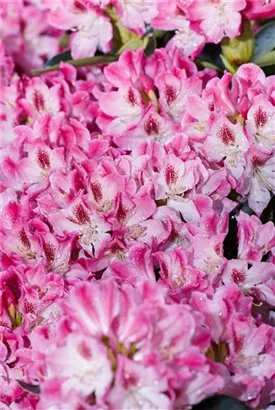 Rhododendron-Hybride 'Helen Martin' - Rhododendron Hybr.'Helen Martin' II