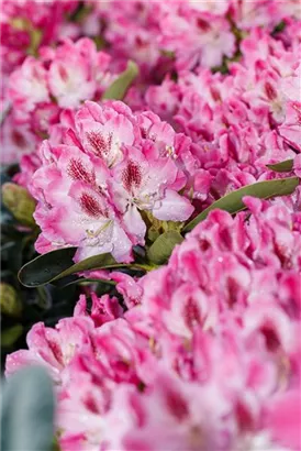 Rhododendron-Hybride 'Helen Martin' - Rhododendron Hybr.'Helen Martin' II