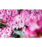 Rhododendron-Hybride 'Helen Martin' - Rhododendron Hybr.'Helen Martin' II