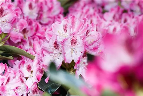 Rhododendron-Hybride 'Helen Martin' - Rhododendron Hybr.'Helen Martin' II