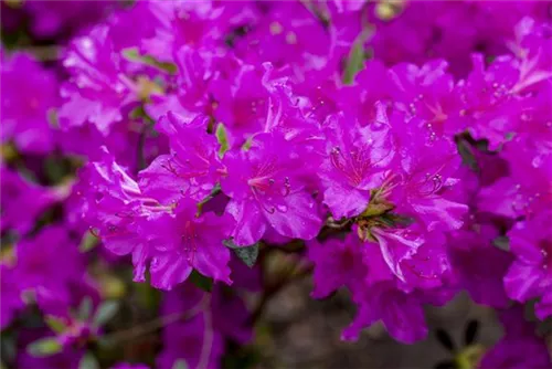 Japanische Azalee 'Königstein' - Rhododendron obt.'Königstein' III