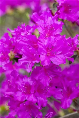 Japanische Azalee 'Königstein' - Rhododendron obt.'Königstein' III