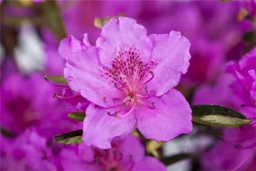 Japanische Azalee 'Königstein' - Rhododendron obt.'Königstein' III