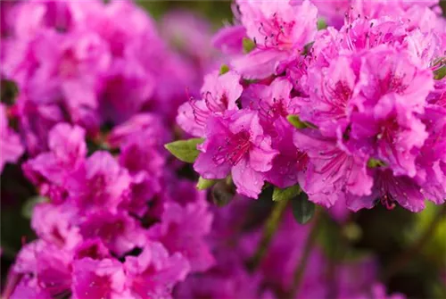 Japanische Azalee 'Königstein' - Rhododendron obt.'Königstein' III