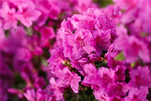 Japanische Azalee 'Königstein' - Rhododendron obt.'Königstein' III