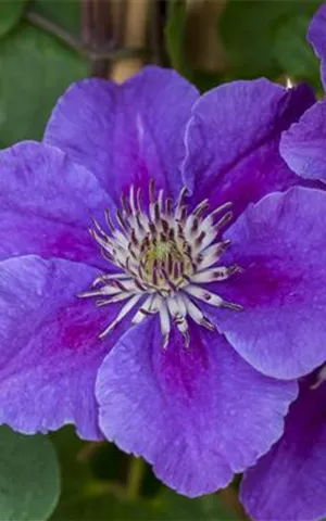 Clematis 'Ashva'