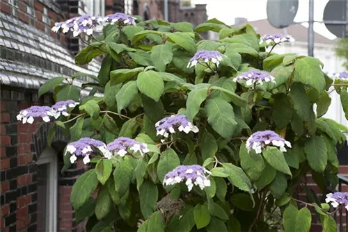 Fellhortensie 'Macrophylla' - Hydrangea aspera 'Macrophylla' - Ziergehölze