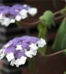 Fellhortensie 'Macrophylla' - Hydrangea aspera 'Macrophylla' - Ziergehölze