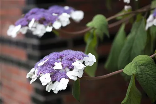 Fellhortensie 'Macrophylla' - Hydrangea aspera 'Macrophylla' - Ziergehölze