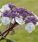 Fellhortensie 'Macrophylla' - Hydrangea aspera 'Macrophylla' - Ziergehölze