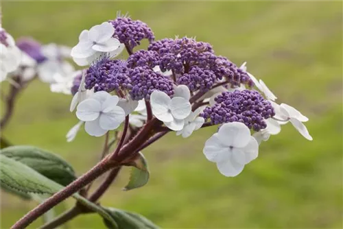 Fellhortensie 'Macrophylla' - Hydrangea aspera 'Macrophylla' - Ziergehölze