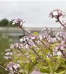 Fellhortensie 'Macrophylla' - Hydrangea aspera 'Macrophylla' - Ziergehölze