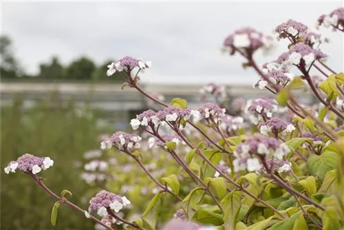 Fellhortensie 'Macrophylla' - Hydrangea aspera 'Macrophylla' - Ziergehölze