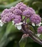 Fellhortensie 'Macrophylla' - Hydrangea aspera 'Macrophylla' - Ziergehölze