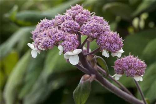 Fellhortensie 'Macrophylla' - Hydrangea aspera 'Macrophylla' - Ziergehölze