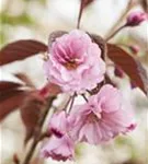 Japan.Nelkenkirsche 'Royal Burgundy' - Prunus serrulata 'Royal Burgundy' -R-