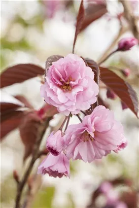 Japan.Nelkenkirsche 'Royal Burgundy' - Prunus serrulata 'Royal Burgundy' -R-