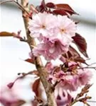 Japan.Nelkenkirsche 'Royal Burgundy' - Prunus serrulata 'Royal Burgundy' -R-