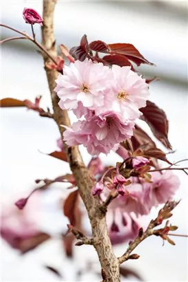 Japan.Nelkenkirsche 'Royal Burgundy' - Prunus serrulata 'Royal Burgundy' -R-