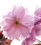 Japan.Nelkenkirsche 'Royal Burgundy' - Prunus serrulata 'Royal Burgundy' -R-