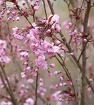 Japan.Nelkenkirsche 'Royal Burgundy' - Prunus serrulata 'Royal Burgundy' -R-