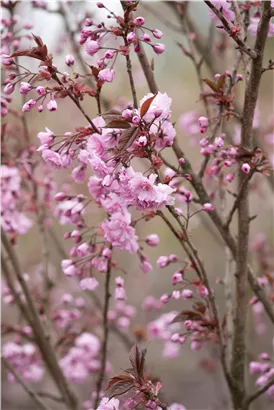 Japan.Nelkenkirsche 'Royal Burgundy' - Prunus serrulata 'Royal Burgundy' -R-