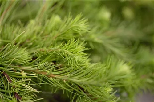 Japananische Lärche 'Little Boggle' - Larix kaempferi 'Little Boggle' - Formgehölze