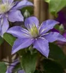 Waldrebe 'Justa' - Clematis 'Justa'